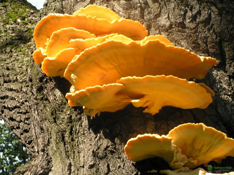 Желтый гриб на дереве