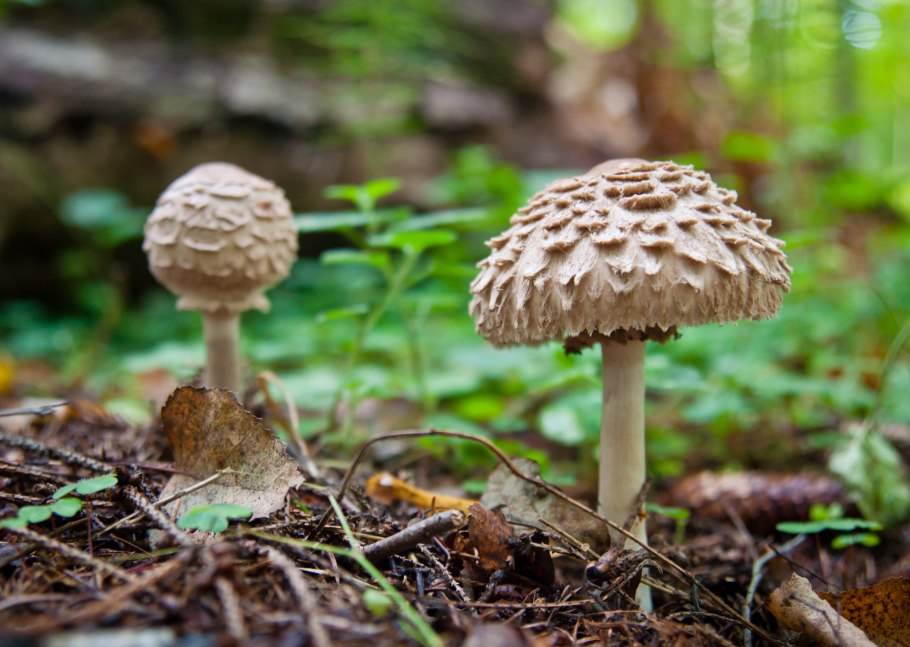 Гриб-зонтик краснеющий