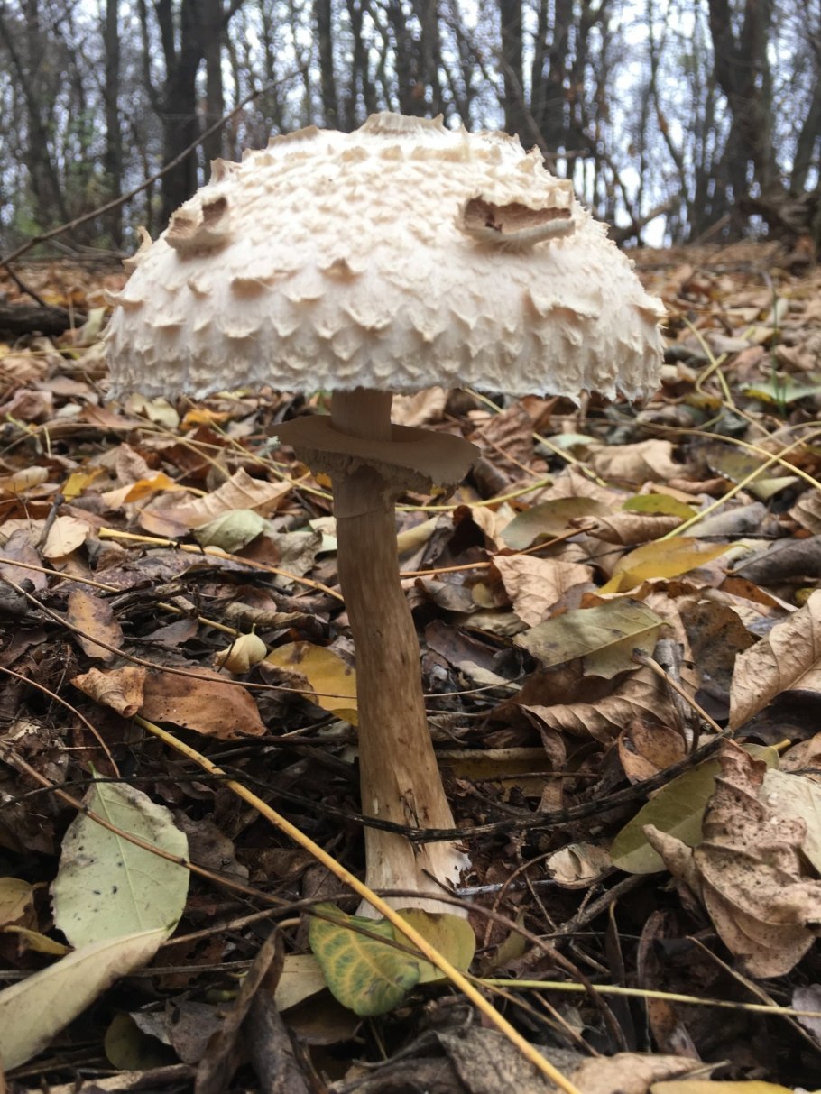 Гриб хлорофиллум темно бурый