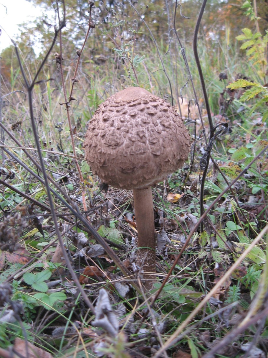 Гриб зонтик пёстрый macrolepiota procera