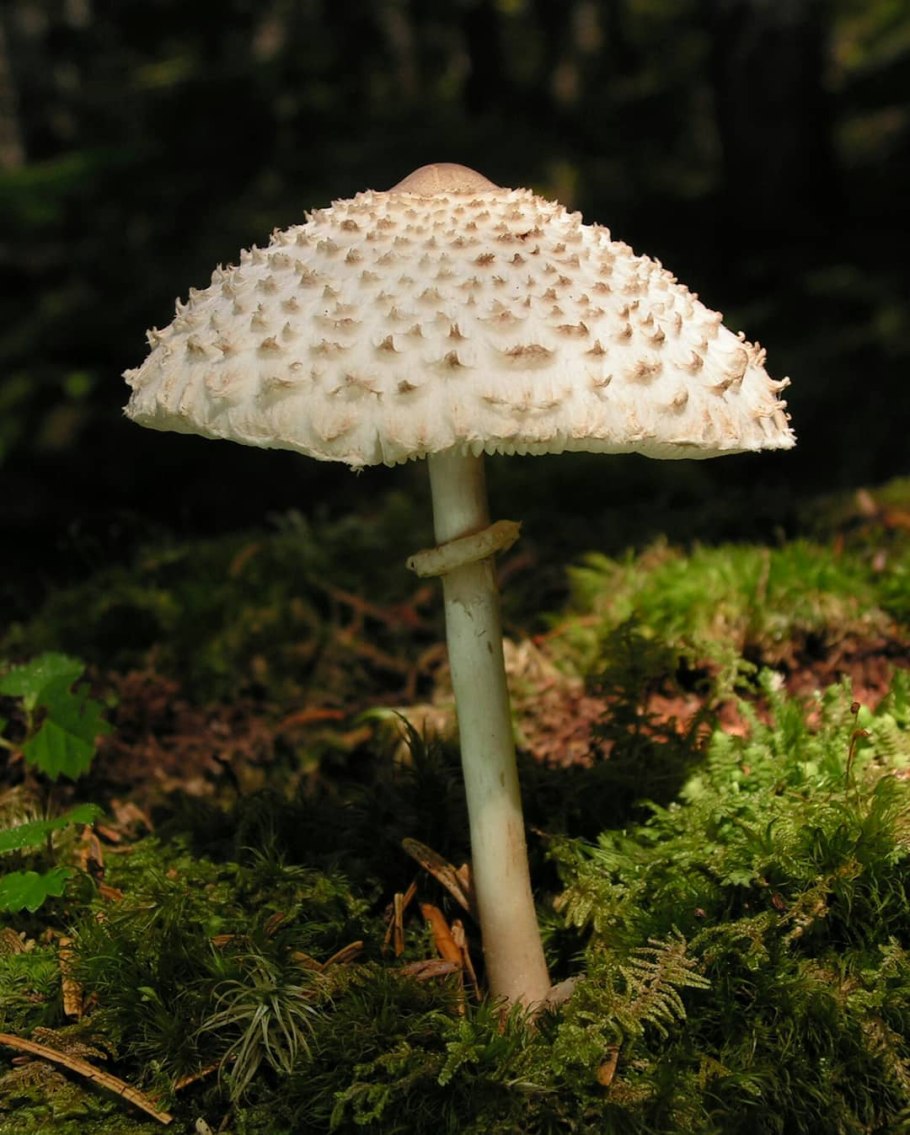 Гриб-зонтик девичий Leucoagaricus puellaris