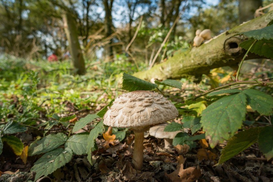 Зонтичные коричневые грибы съедобные ?