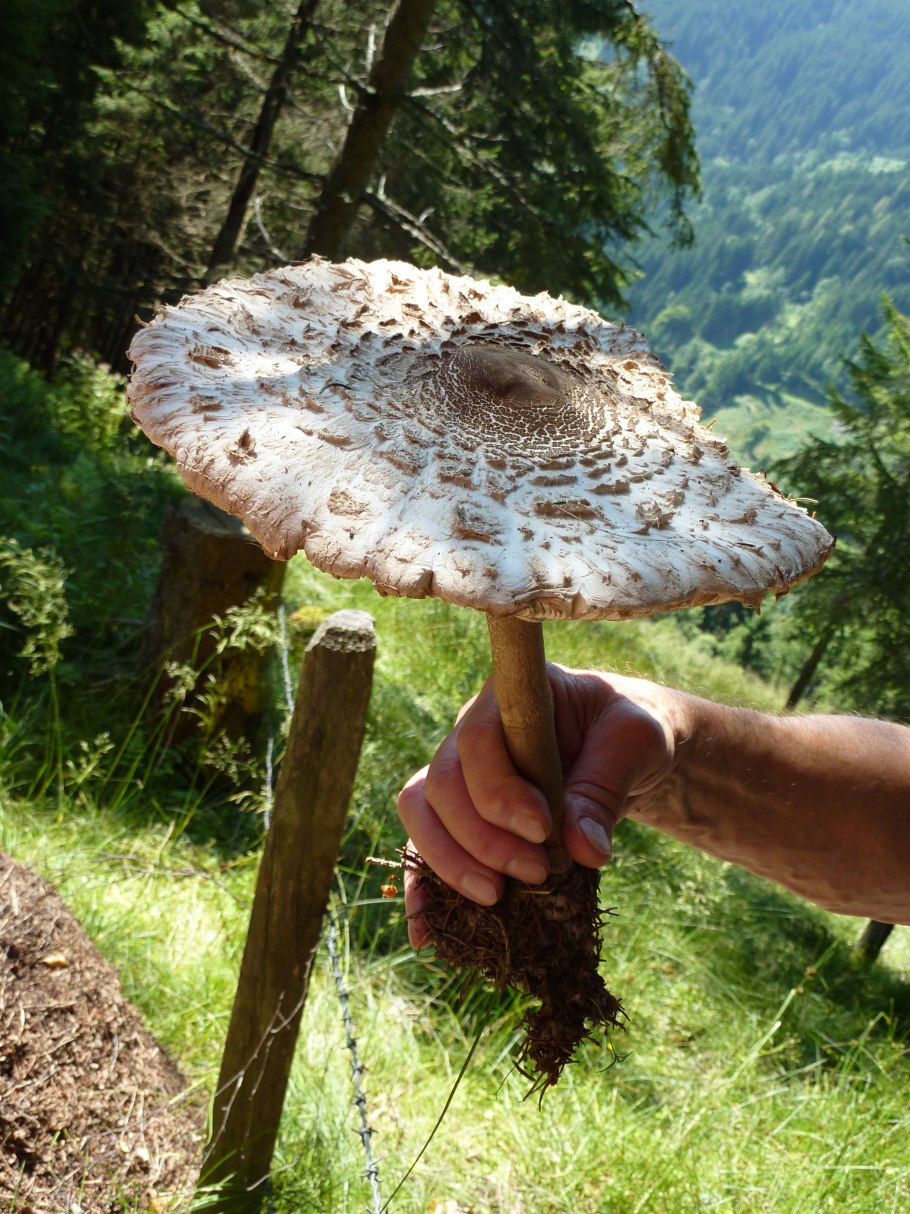 Гриб - зонтик пёстрый (Macrolepiota procera).