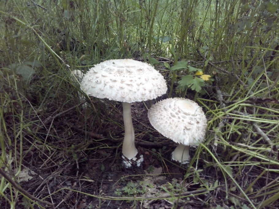 Гриб зонтик Грибоведы