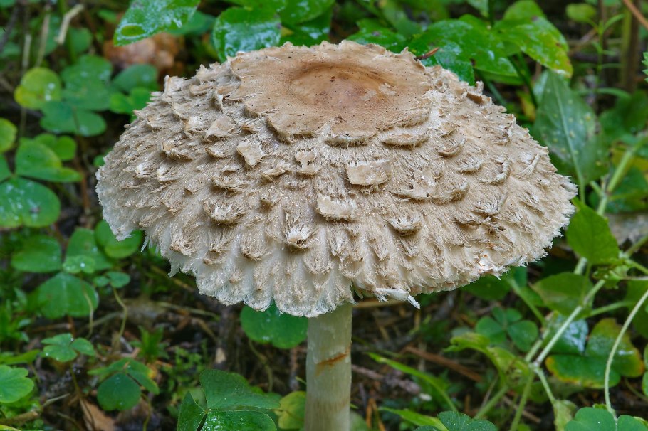 Гриб зонтик пёстрый пластинчатый