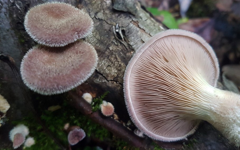Lentinus roseus