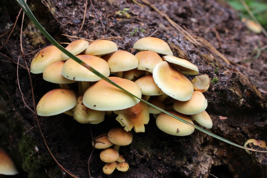 Hypholoma fasciculare