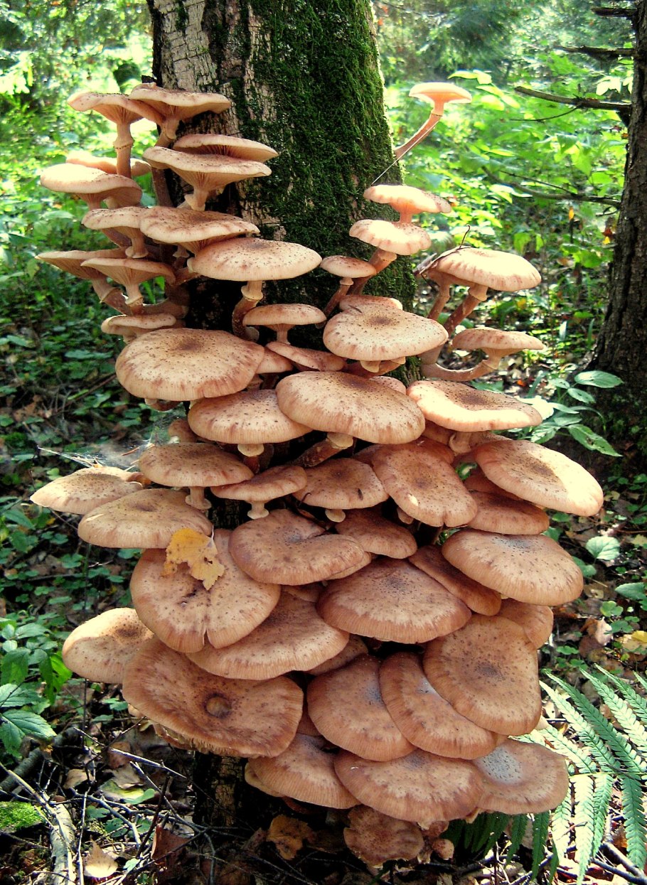 Осенние опята ложные