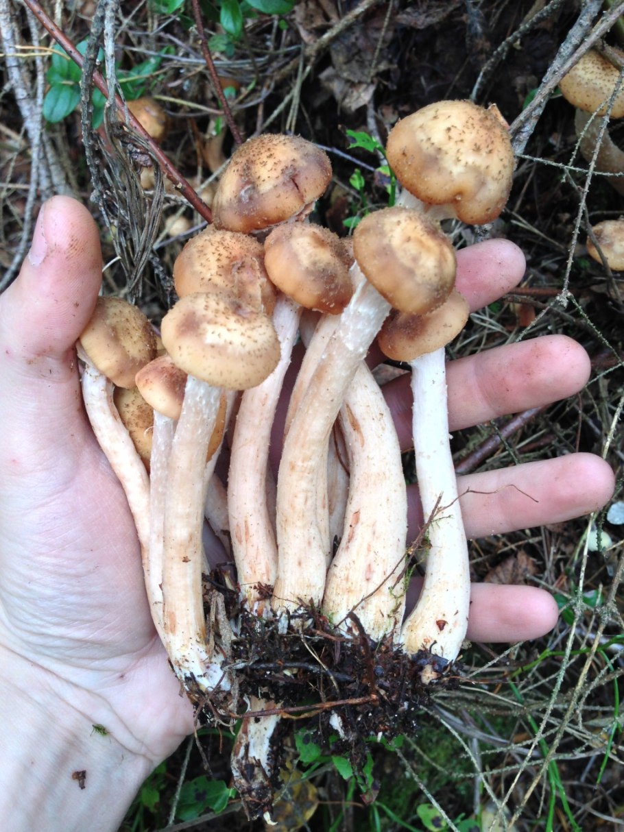 Гриб опёнок осенний