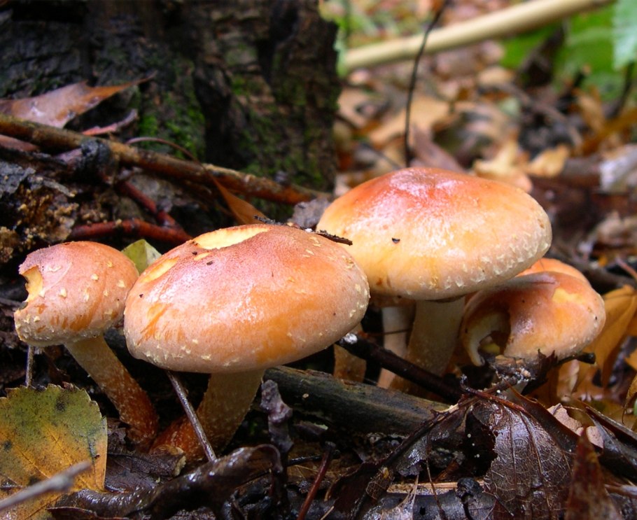 Hypholoma sublateritium
