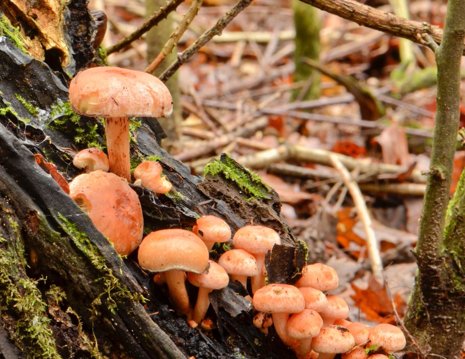 Ложные опята фото