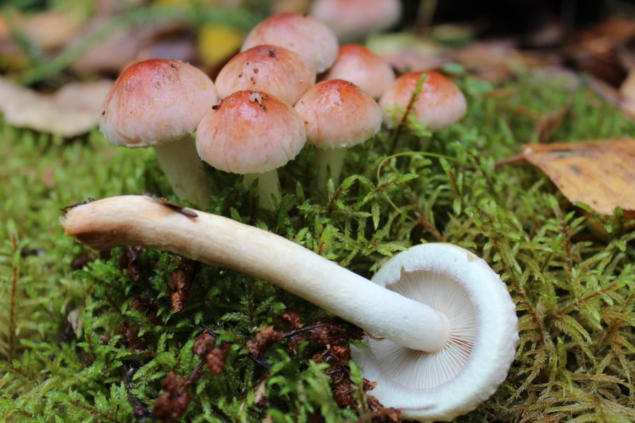 Ложный опенок Ложноопенок кирпично красный