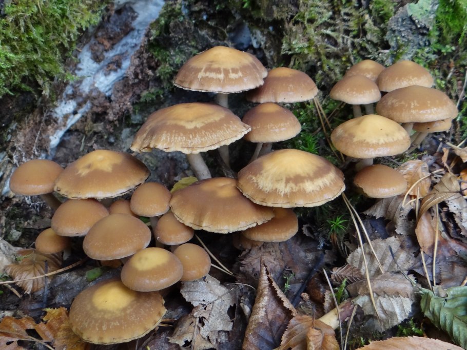Psathyrella piluliformis