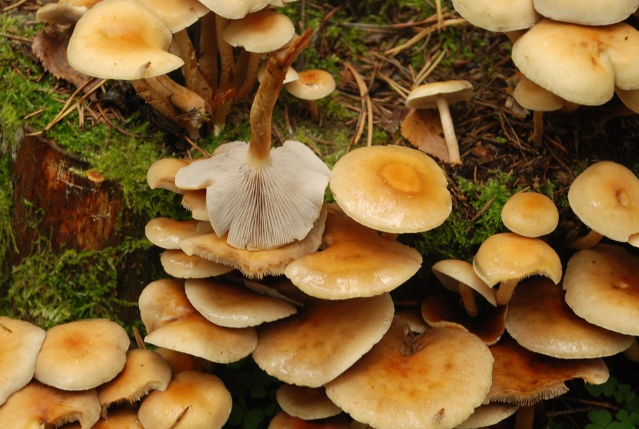 Гриб ложные опята