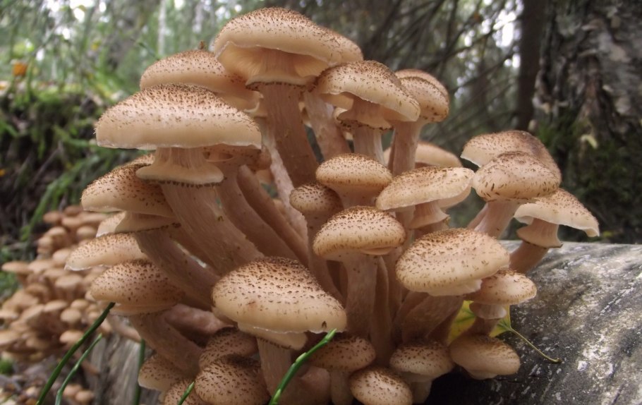 Опёнок осенний (Armillaria mellea)