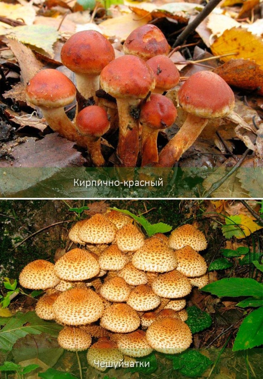 Осенние опята ложные и съедобные