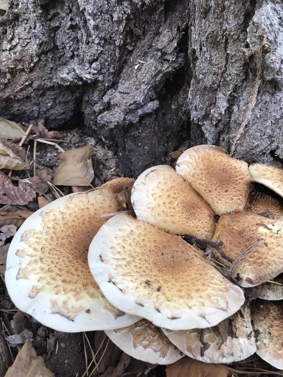 Опята Королевские и чешуйчатка