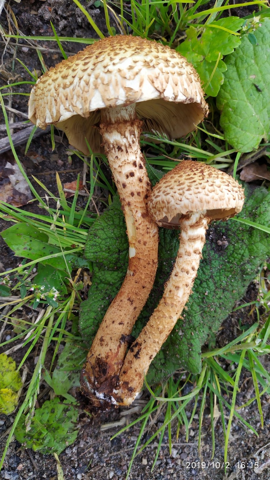 Опята Королевские и чешуйчатка