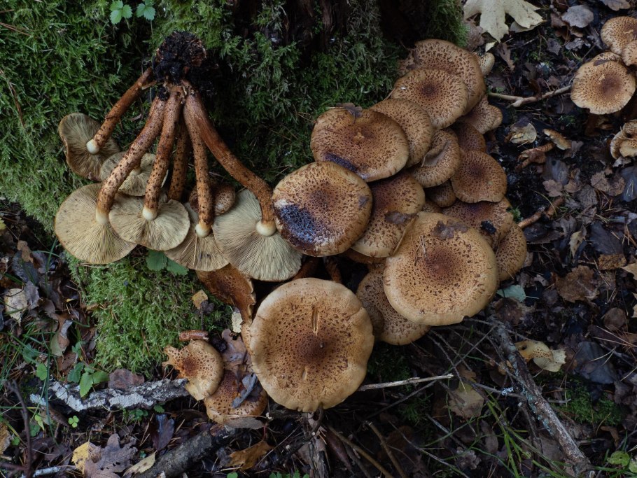 Чешуйчатка золотистая (Pholiota aurivella)
