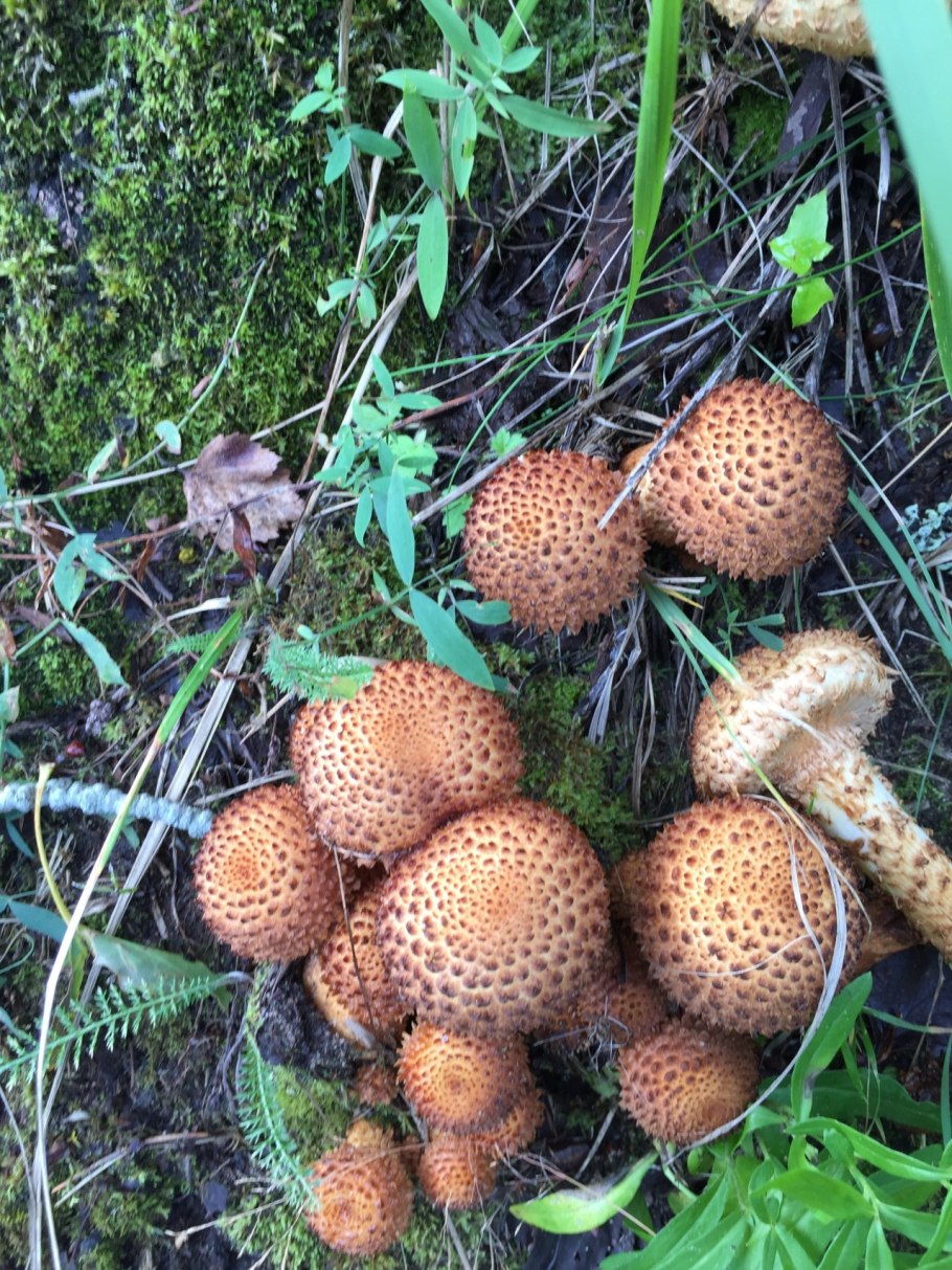 Чешуйчатка золотистая съедобная