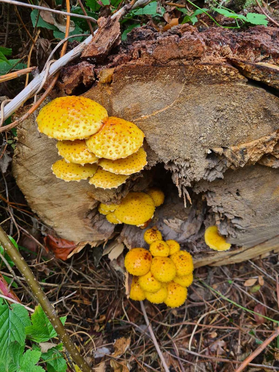 Чешуйчатка Ольховая гриб съедобный