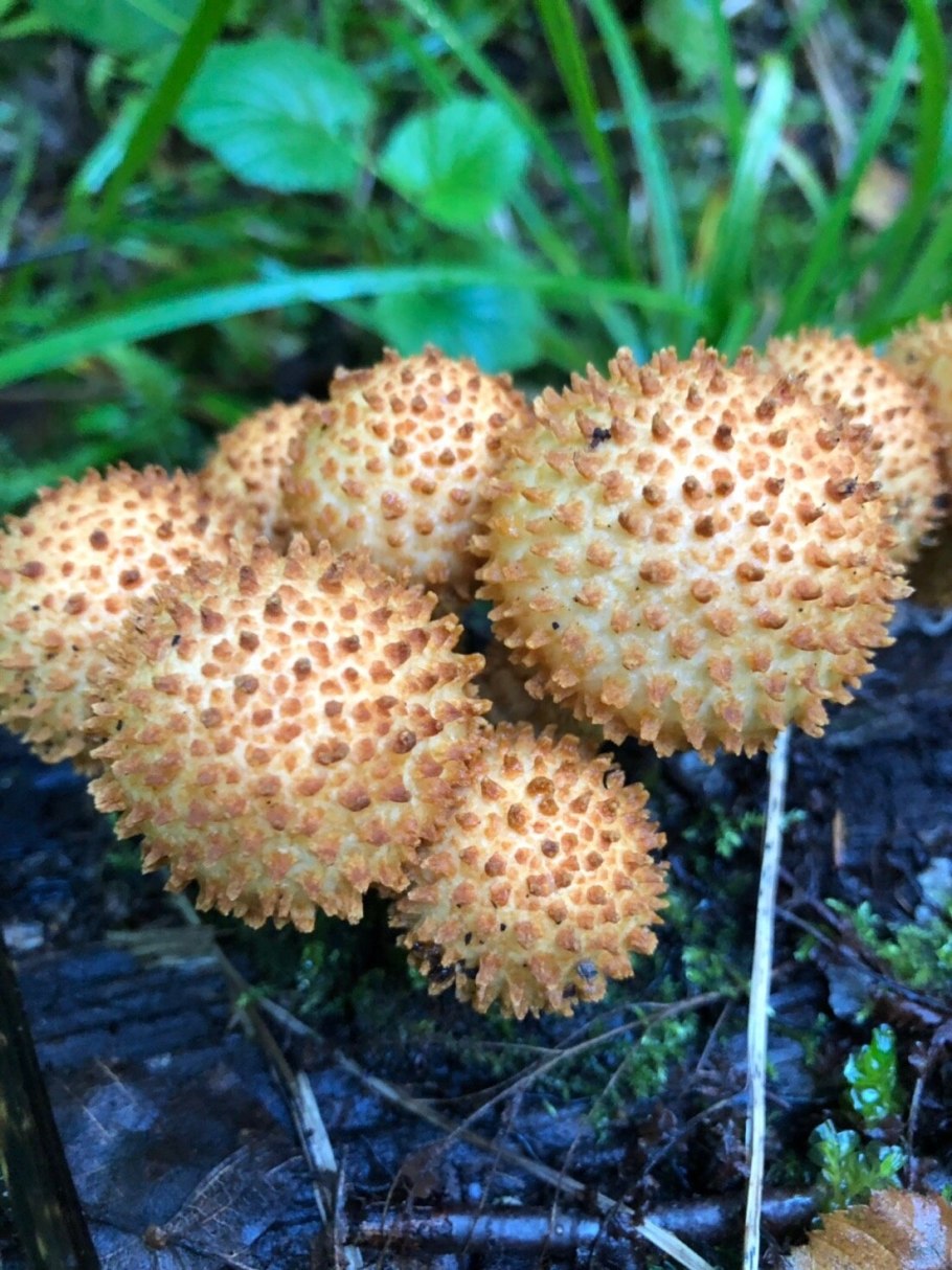 «Королевский опёнок» (чешуйчатка ворсистая)