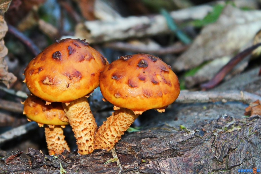 Чешуйчатка обыкновенная Pholiota squarrosa