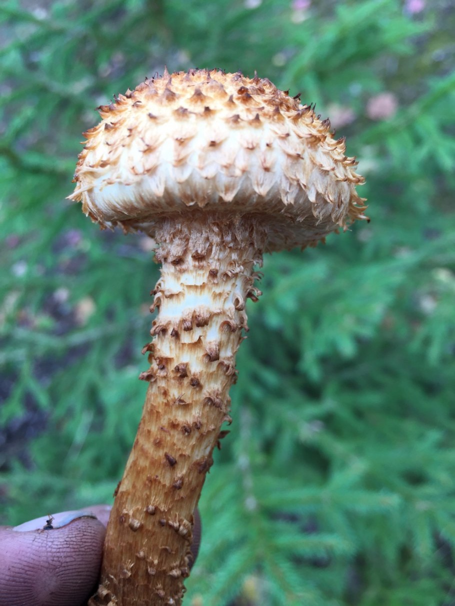 Гриб чешуйчатка обыкновенная