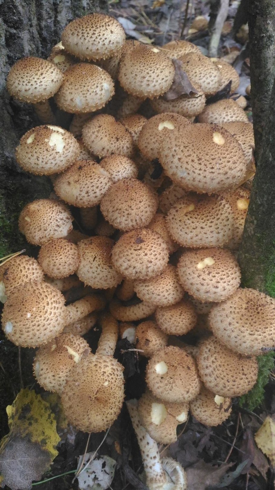 Гриб чешуйчатка обыкновенная Pholiota squarrosa