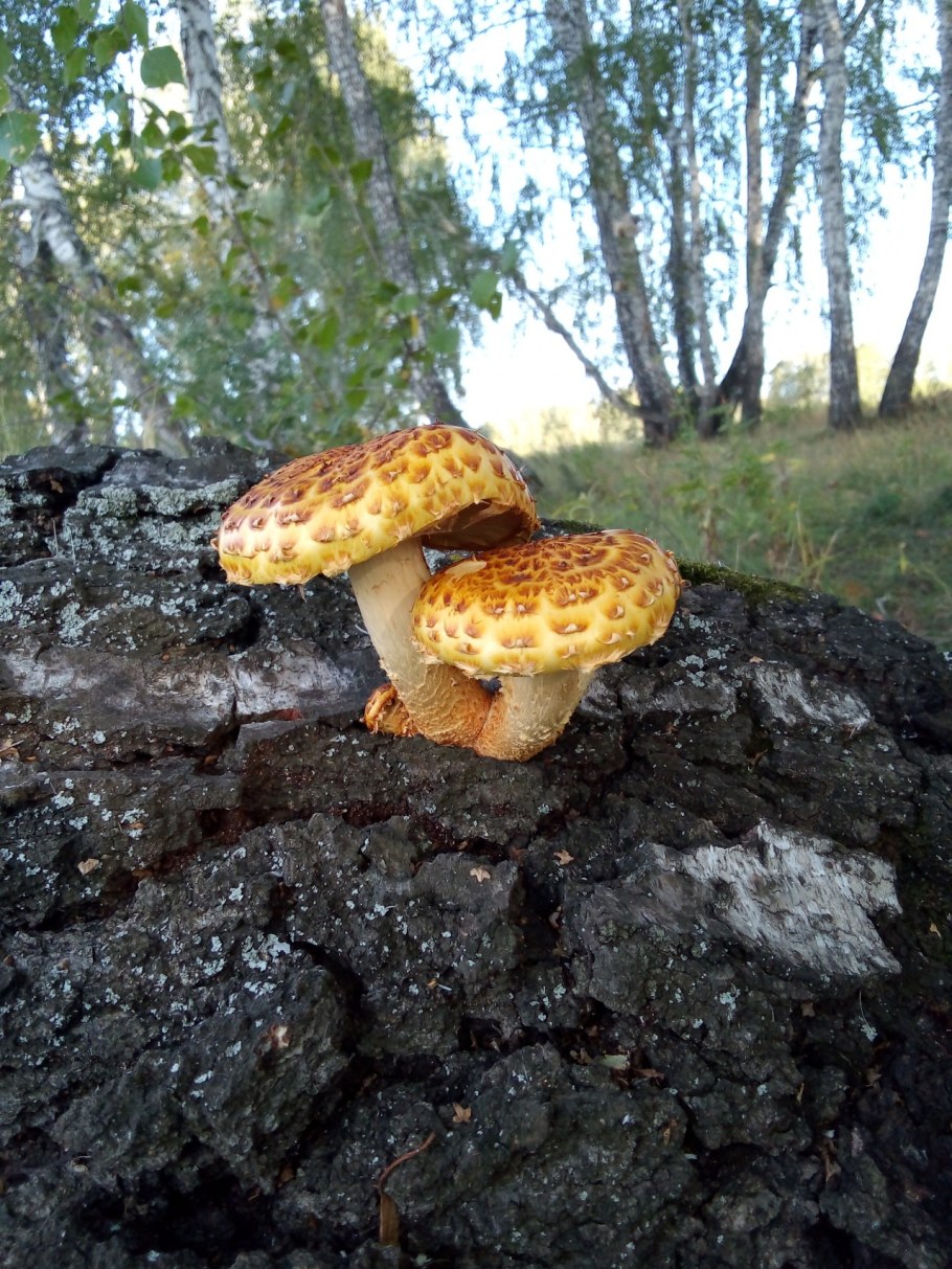 Гриб чешуйчатка обыкновенная