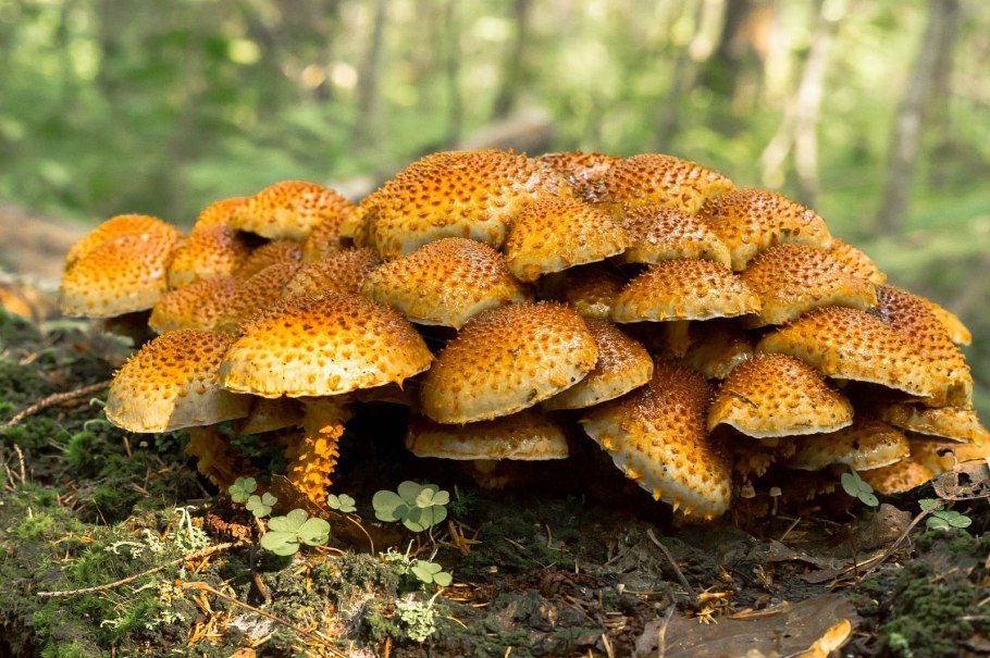 Гриб чешуйчатка обыкновенная