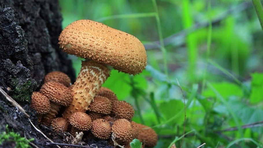 Михаил Вишневский чешуйчатка