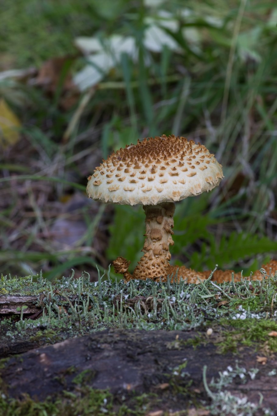 Чешуйчатка обыкновенная Королевский опёнок