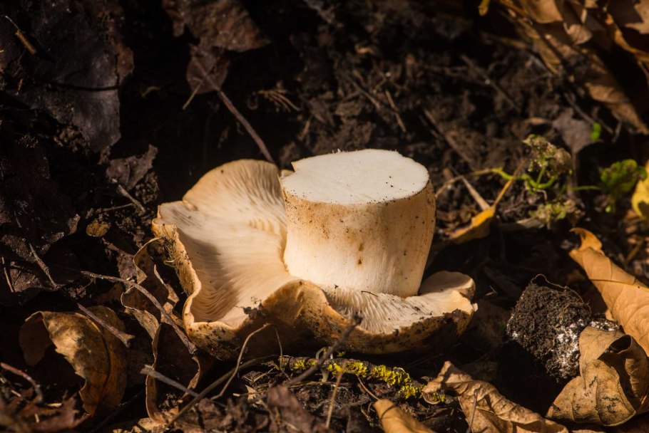 Рядовка Майская Calocybe gambosa