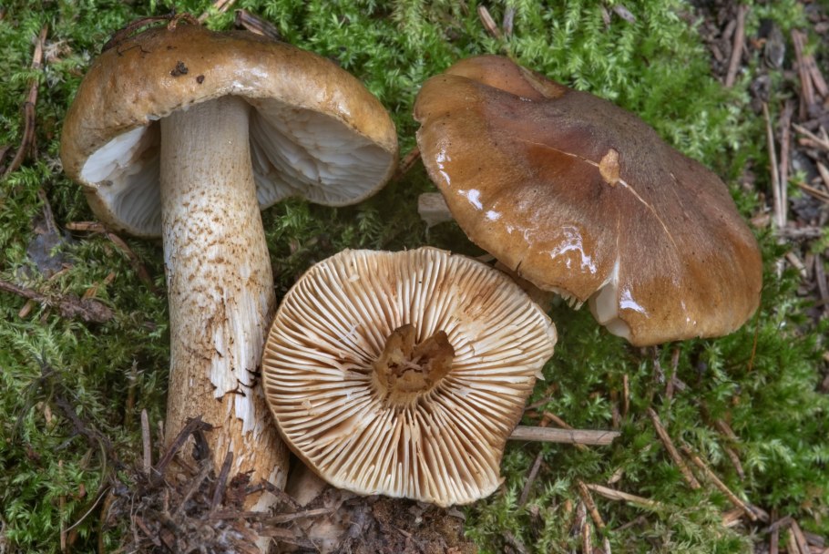 Млечник зональный Lactarius zonarius