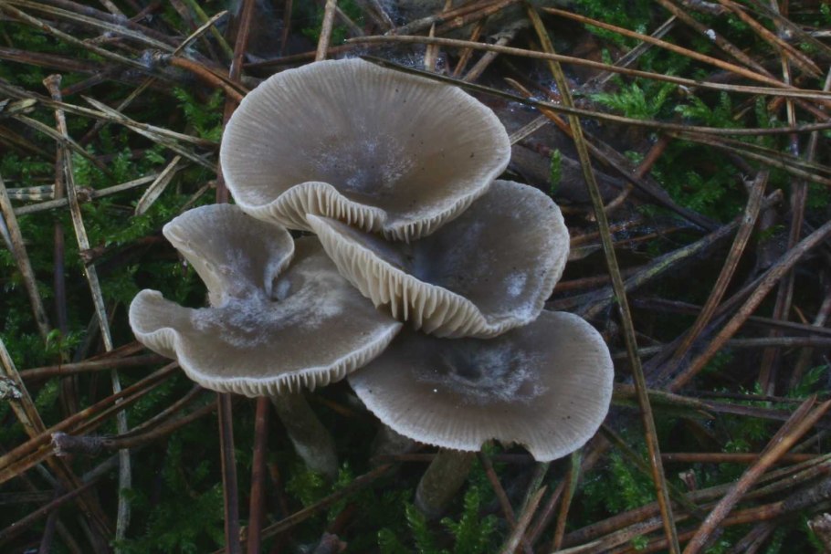 Рядовка землистая Tricholoma terreum