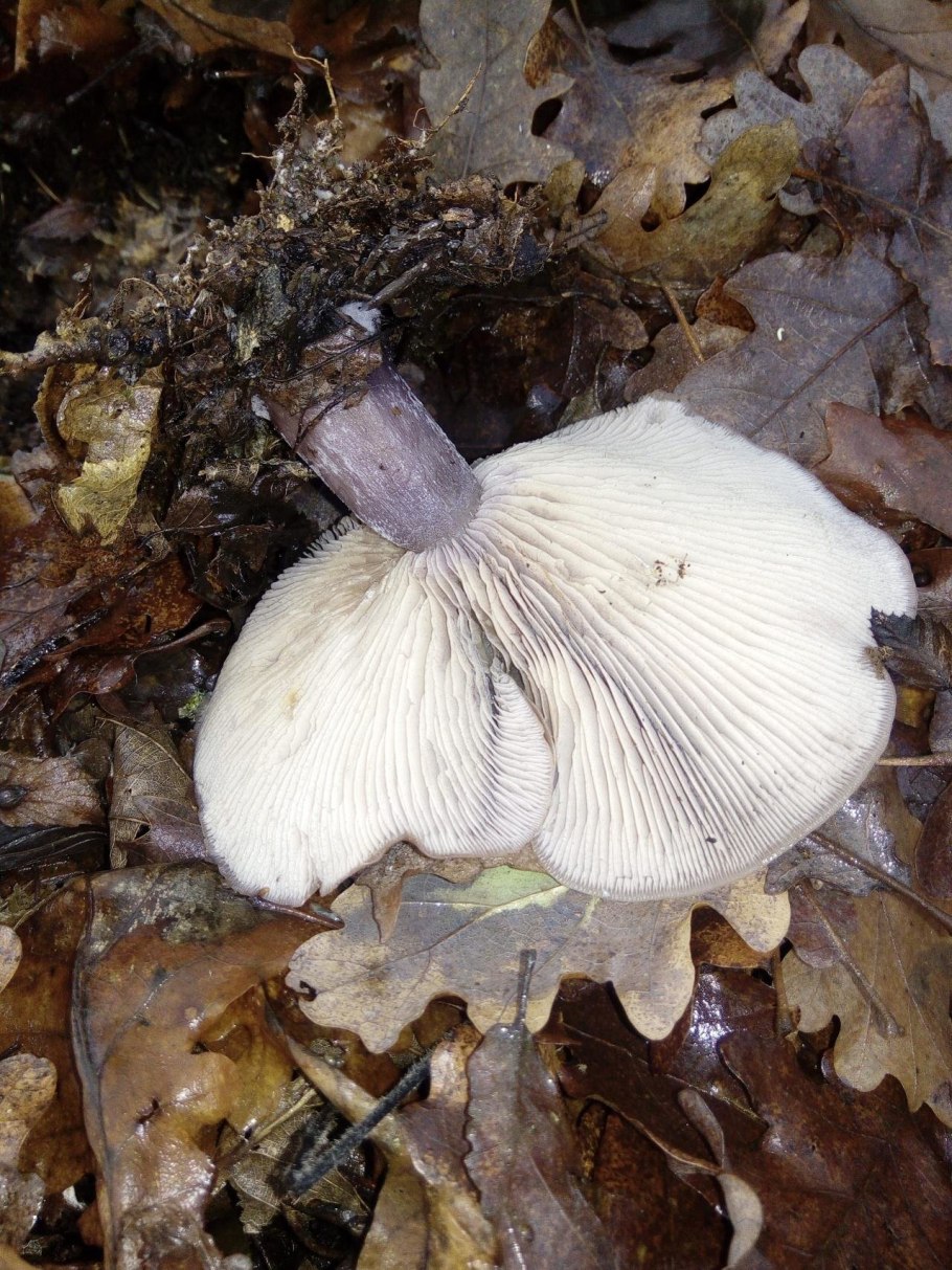 Мокруха желтоножковая