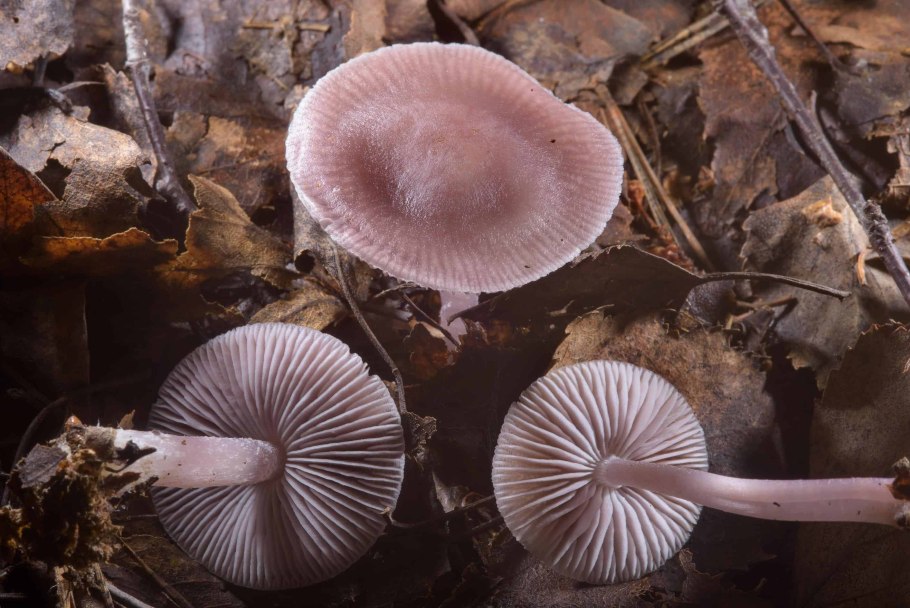 Волоконница Земляная