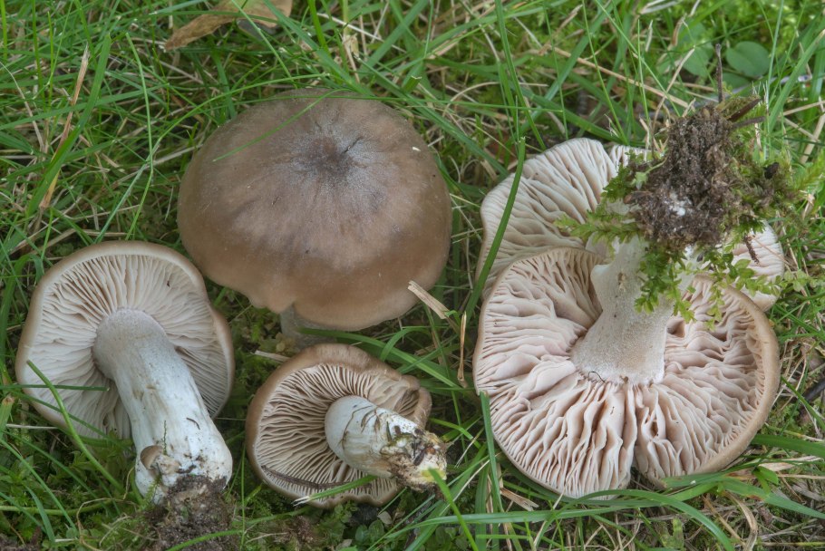 Энтолома Оловянная (Entoloma eulividum)