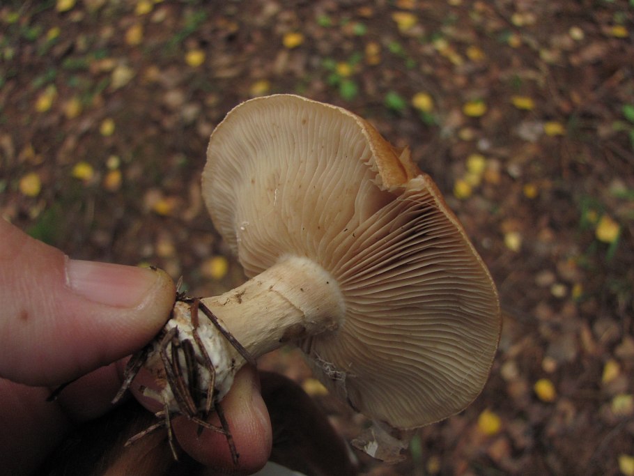 Рядовка золотистая