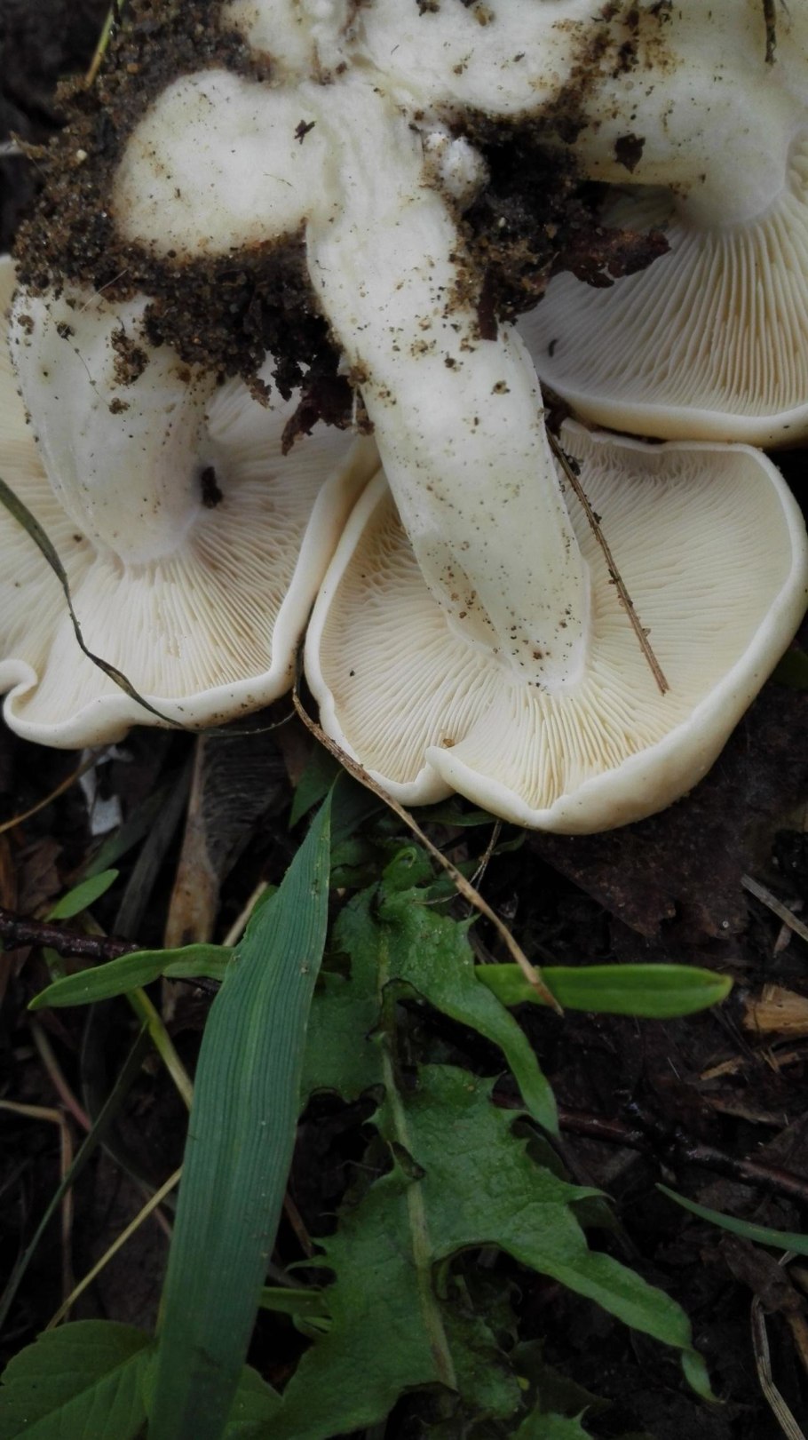 Майский гриб рядовка Майская