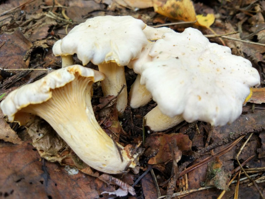 Рядовка леписта