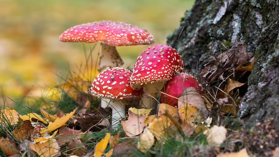 Осенние грибы