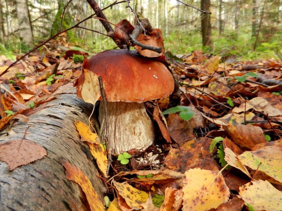 Осенние грибы