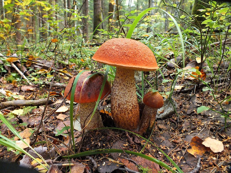 Подосиновики грибы осень
