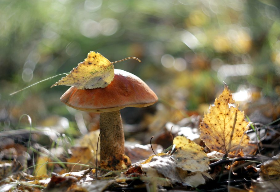 Осенний лес с грибами