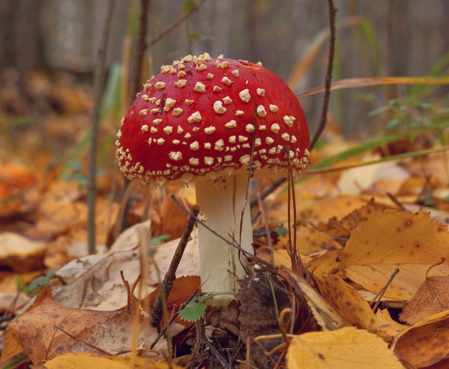 Осень мухоморы