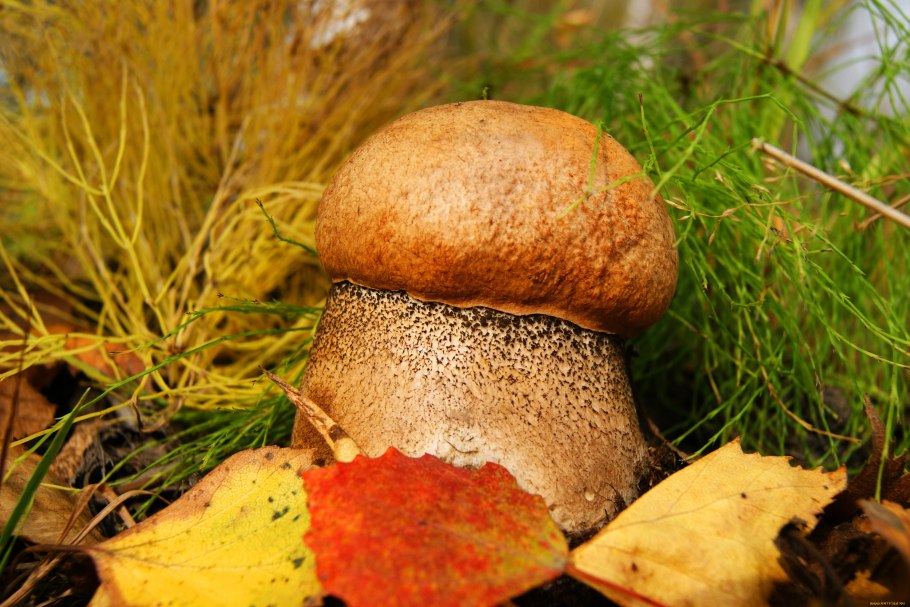 Осень грибочки