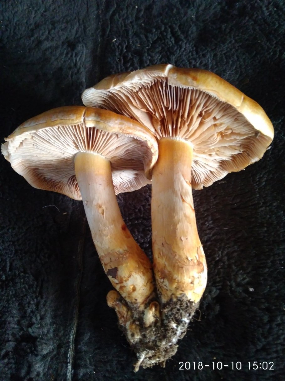 Паутинник Триумфальный желтый