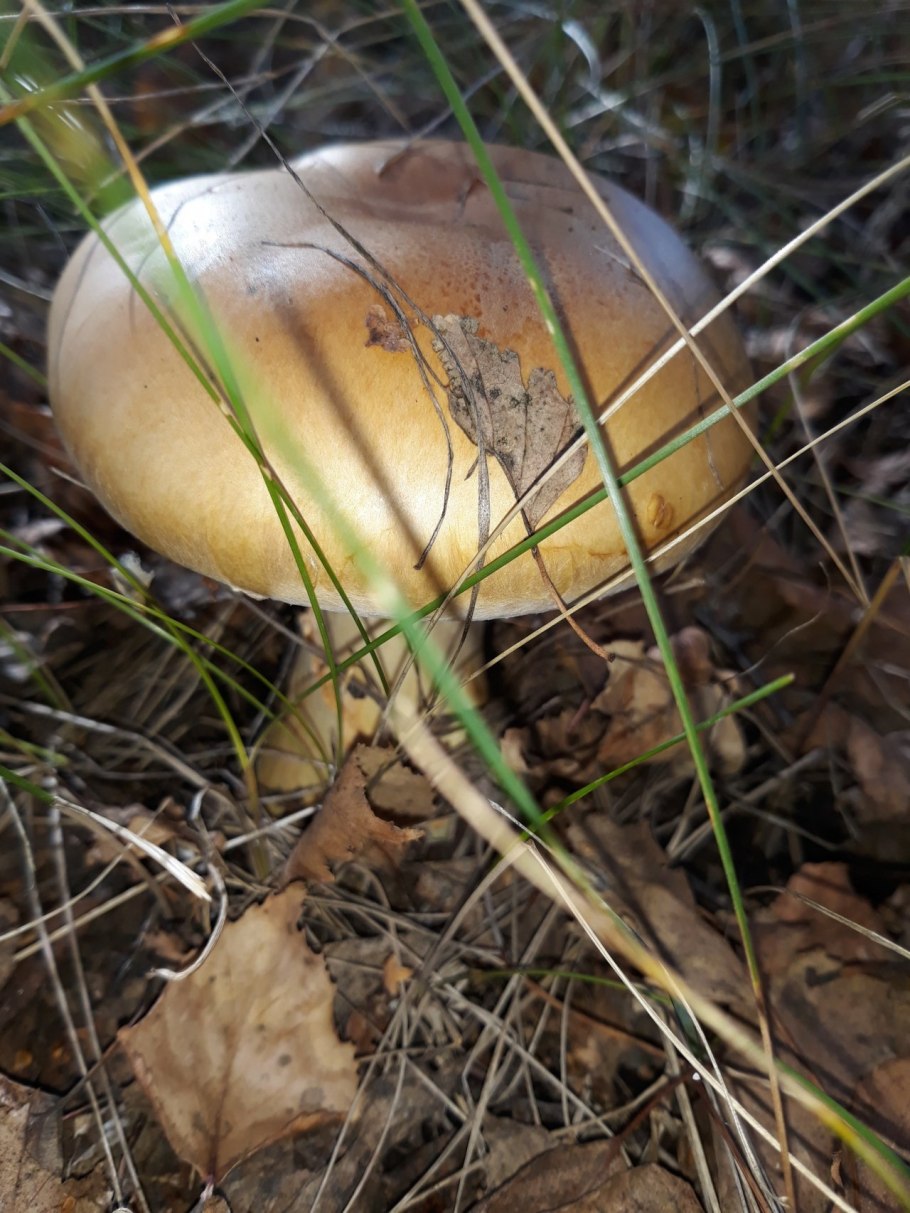 Паутинник желтый (Cortinarius Triumphans)